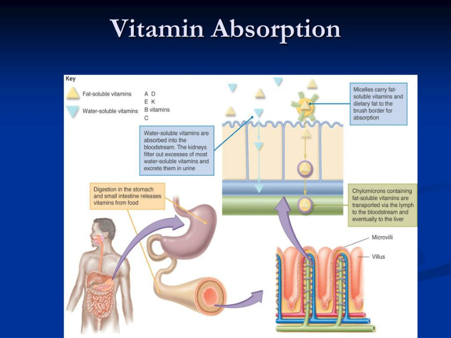 Vitamin absorption flowchart